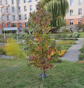 Kliknij, aby powiększyć zdjęcie.